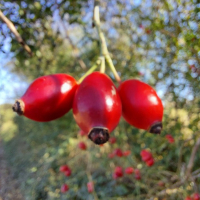 "Ab durch die Hecke" - Vortrag